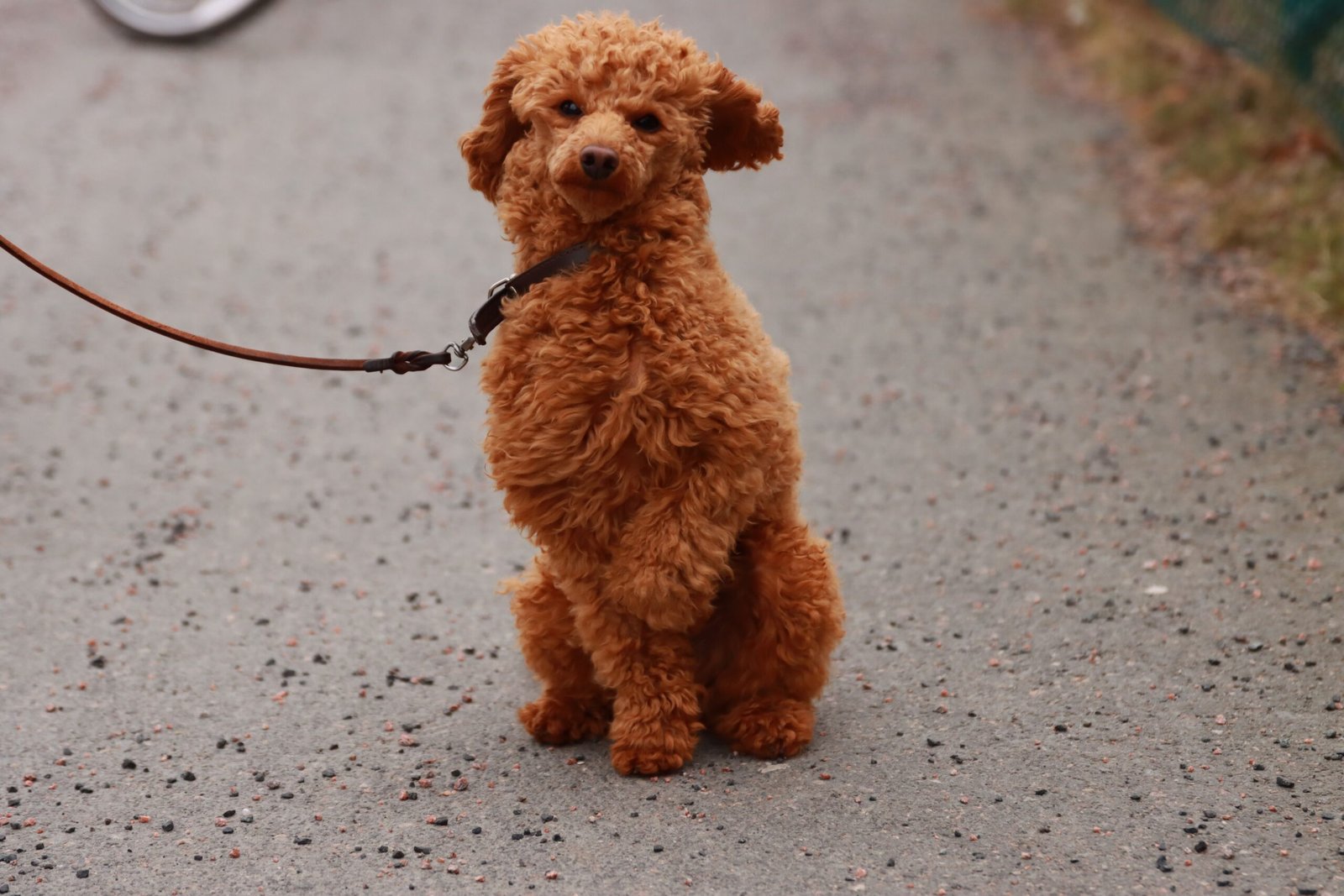 Qual a Melhor Coleira para Poodle
